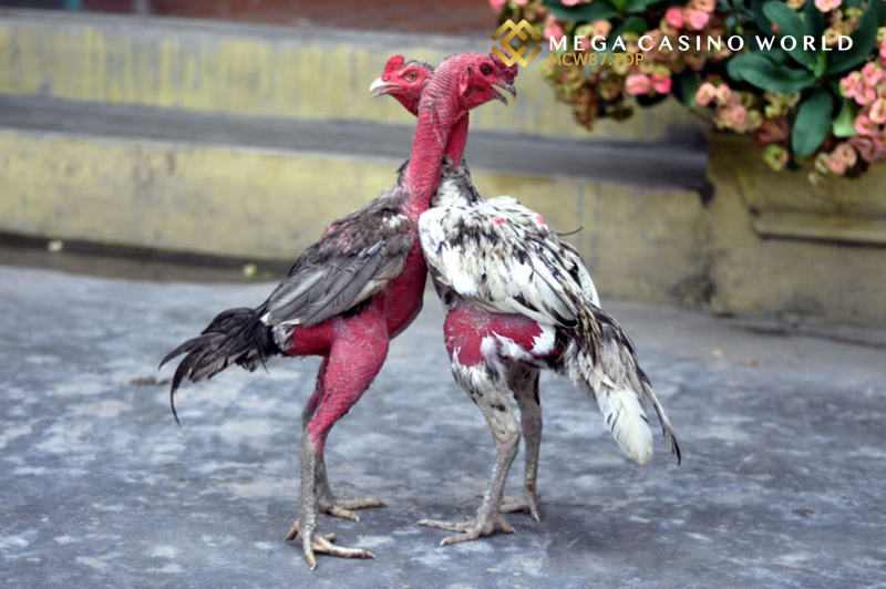 Gà chọi chiến